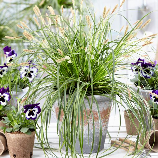 EverColor Everlime Variegated Sedge Grass image