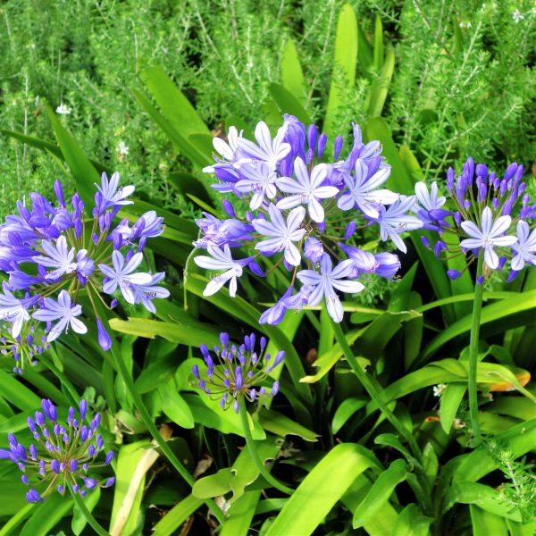 Dwarf Lily of the Nile image