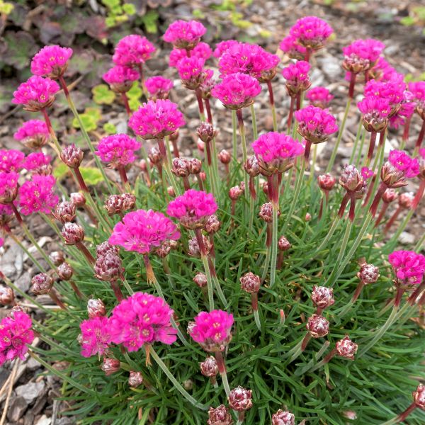 Sea Thrift image