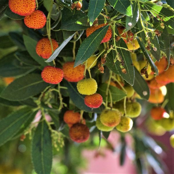 Dwarf Strawberry Tree image