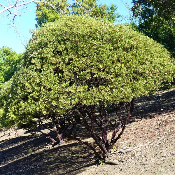 Howard McMinn Manzanita image