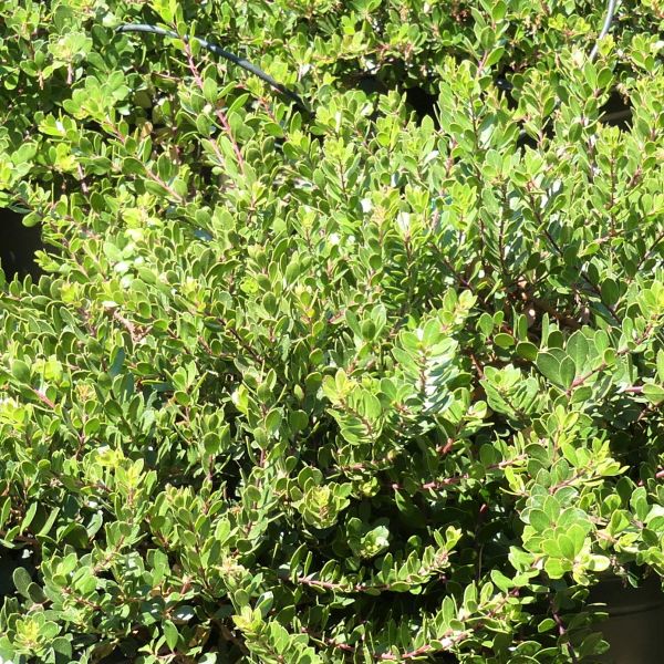 Emerald Carpet Manzanita image
