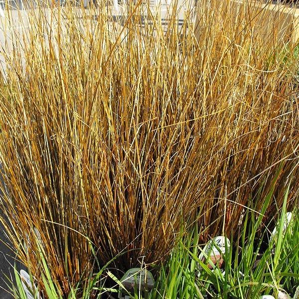 Fox Red Curly Sedge image