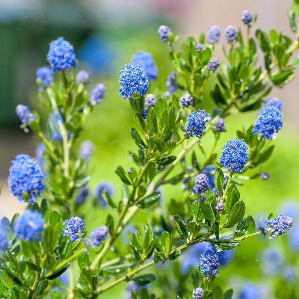 California Mountain Lilac image