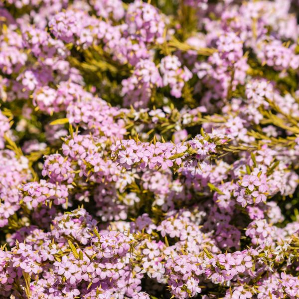 Pink Breath of Heaven image