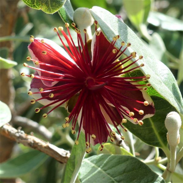Pineapple Guava image