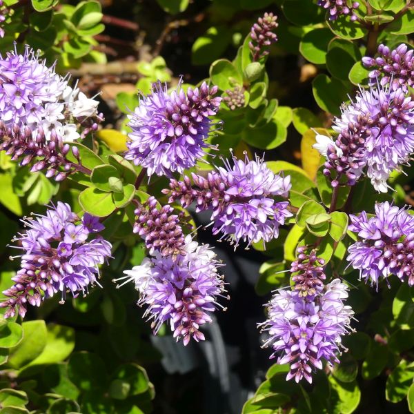 Patty's Purple Hebe image