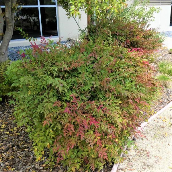 Gulf Stream Heavenly Bamboo image