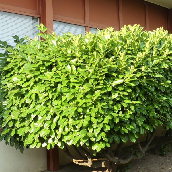 Cherry Laurel (English Laurel) image