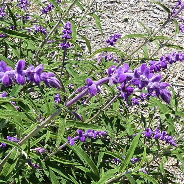Mexican Bush Sage image