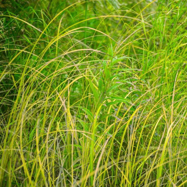Fox Sedge Grass image