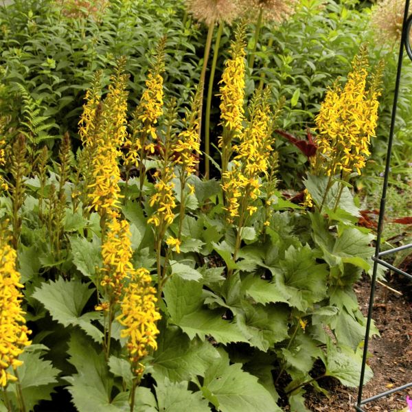 Little Rocket Leopard Plant image