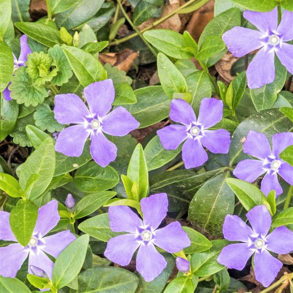Bowles Periwinkle image