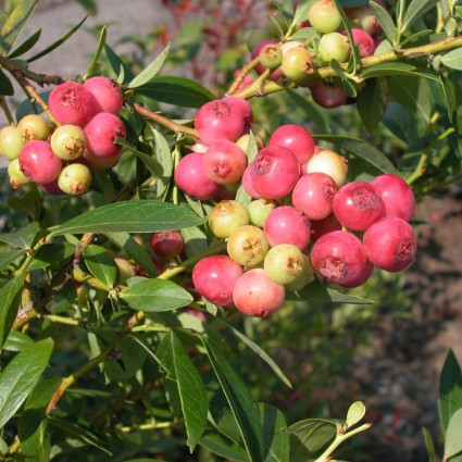 Pink Lemonade Blueberry image