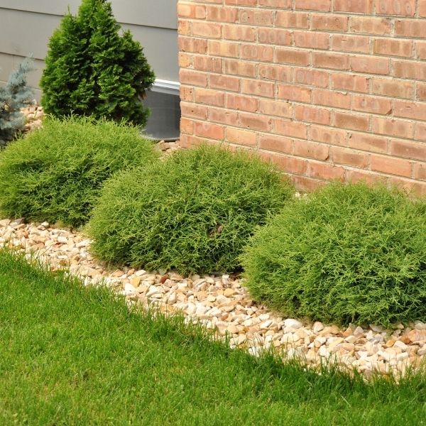 Mr. Bowling Ball Arborvitae image