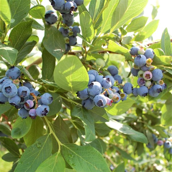 Draper Blueberry image