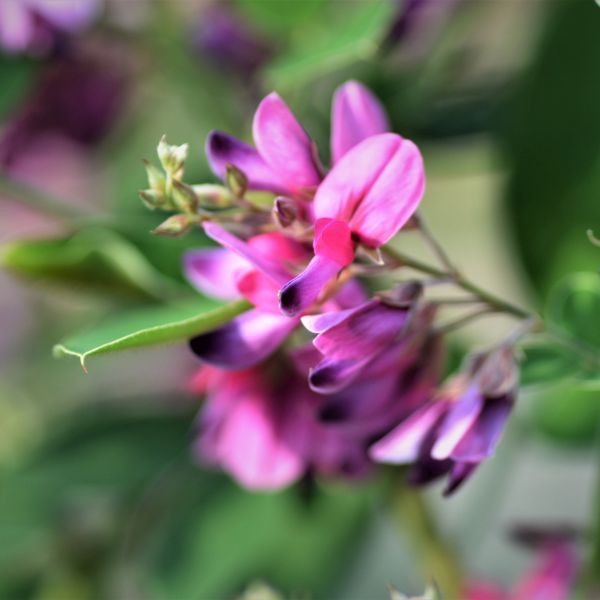 Gibraltar Bush Clover image