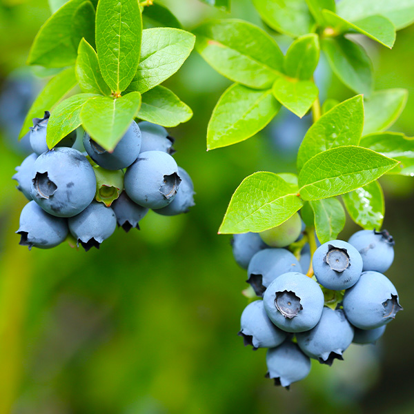 Darrow Blueberry image