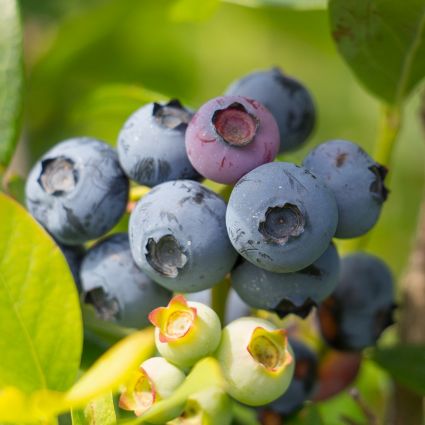 Reka Blueberry image