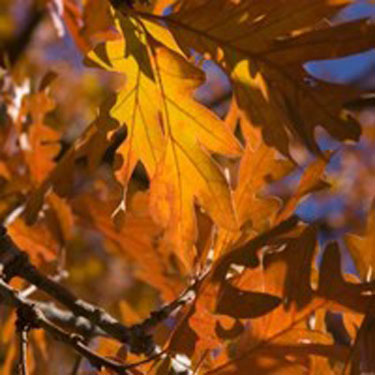 White Oak image