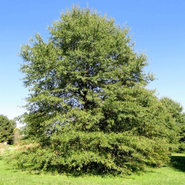 Shop our HighQuality Willow Oak Tree (Quercus phellos) Perfect for