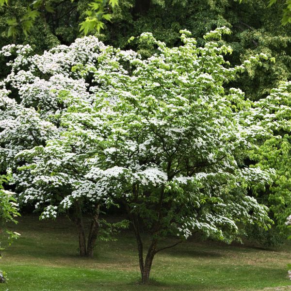 Kousa Dogwood Tree image