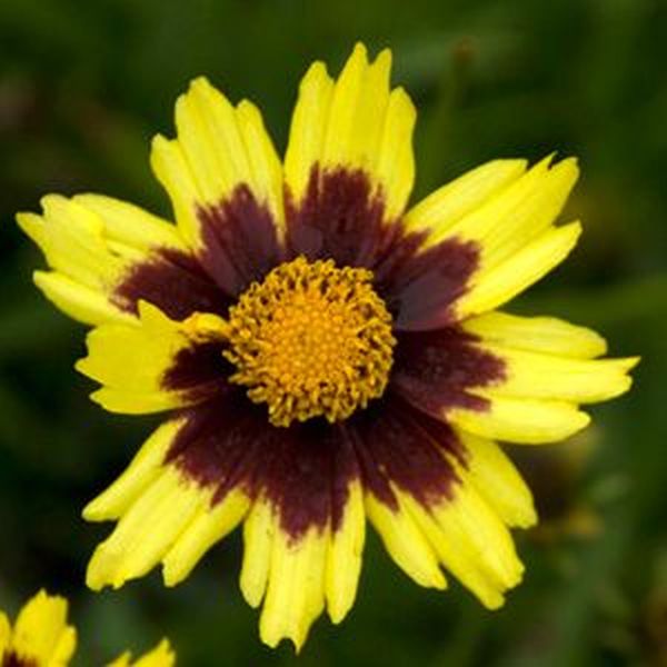 Big Bang Cosmic Eye Coreopsis image