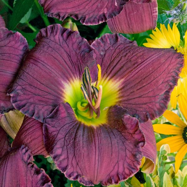 Nosferatu Daylily image