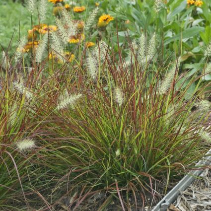 Burgundy Bunny Grass image
