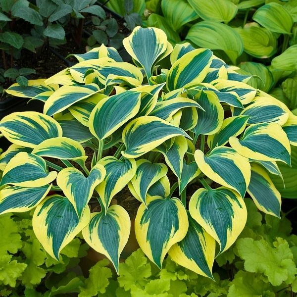 Autumn Frost Hosta image