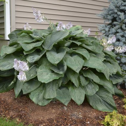 Empress Wu Hosta image