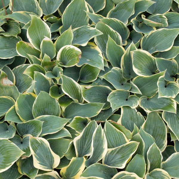 First Frost Hosta image
