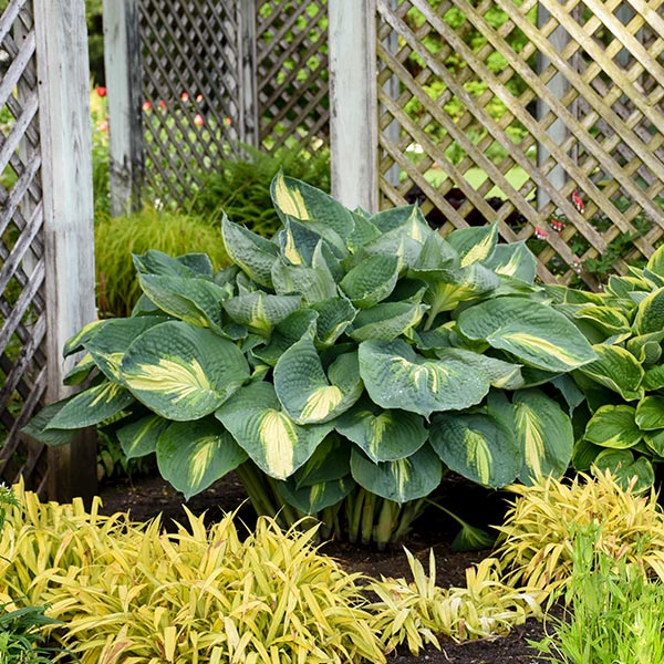 Hudson Bay Hosta image