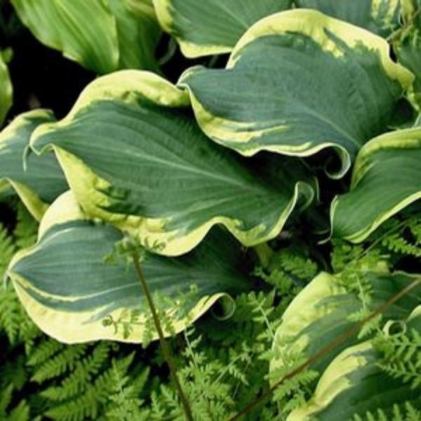 Wheee Hosta image