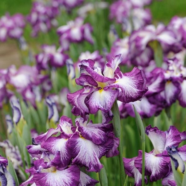 Iris Lion King image