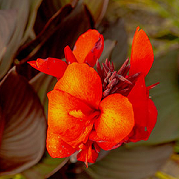 Bronze Scarlet Canna image