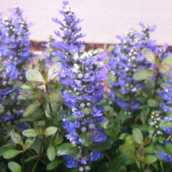 Chocolate Chip Ajuga image