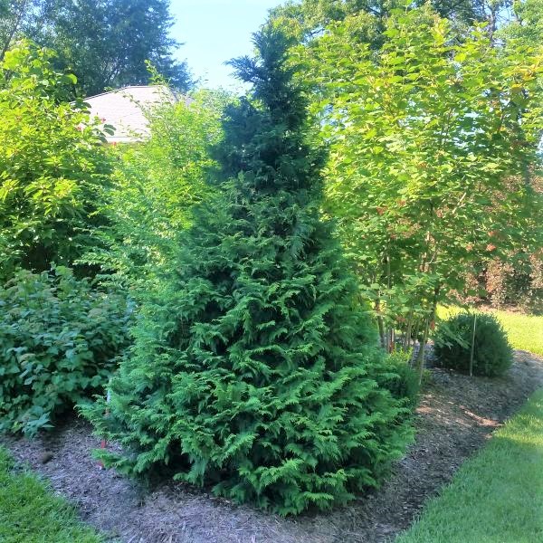Soft Serve False Cypress image