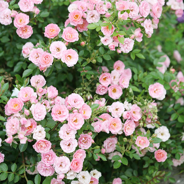Oso Easy Petit Pink Rose image