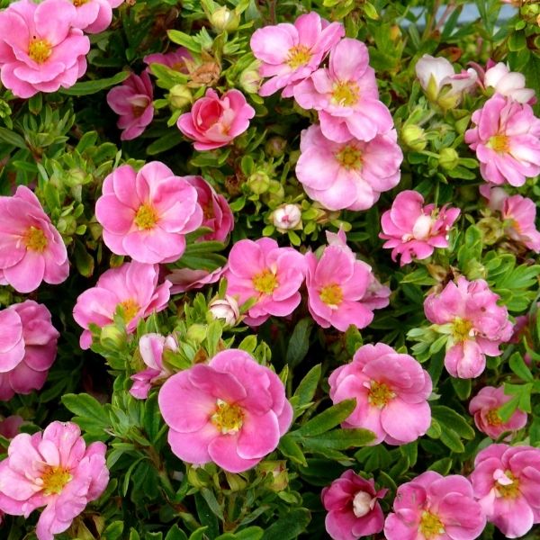 Happy Face Pink Paradise Potentilla image