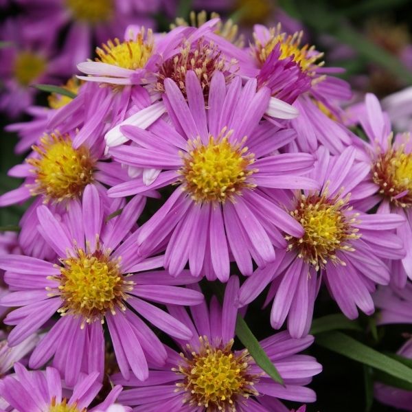 Woods Pink Aster image