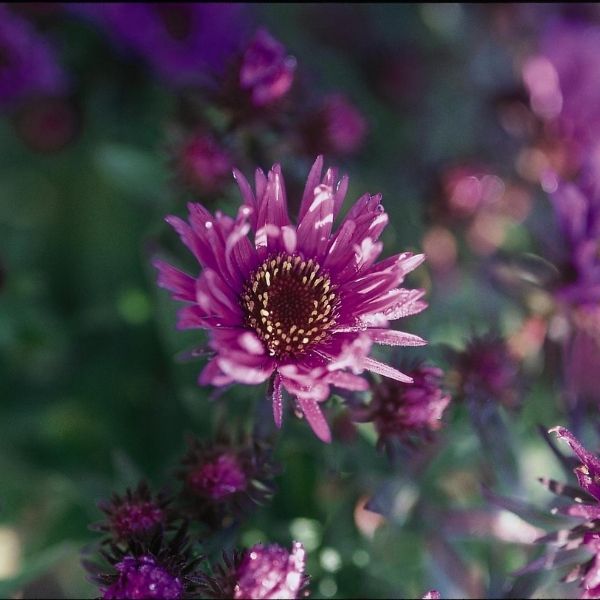Purple Dome New England Aster image