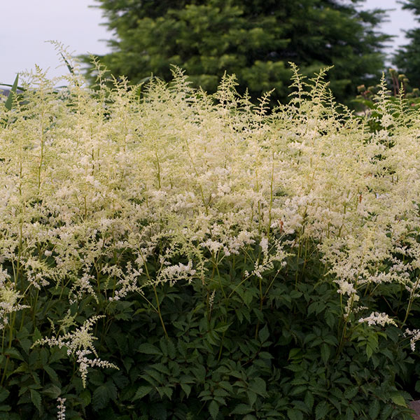 Bridal Veil Astilbe image