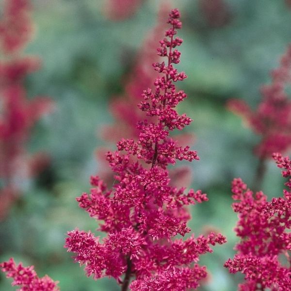 Fanal Astilbe image