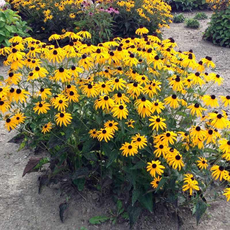 Goldsturm Black-Eyed Susan image