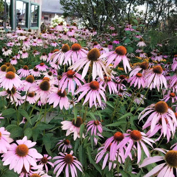 Magnus Purple Coneflower image