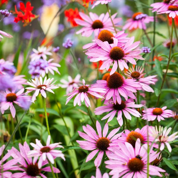 Purple Coneflower image