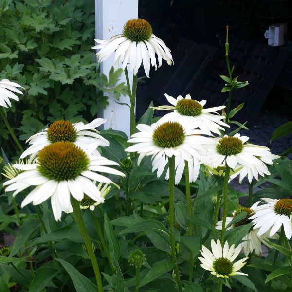 White Swan Coneflower image