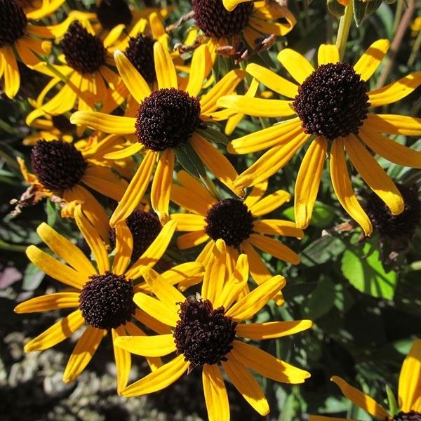 Deamii Black-Eyed Susan image