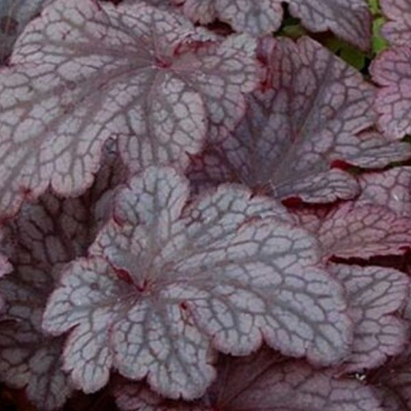 Plum Pudding Coral Bells image